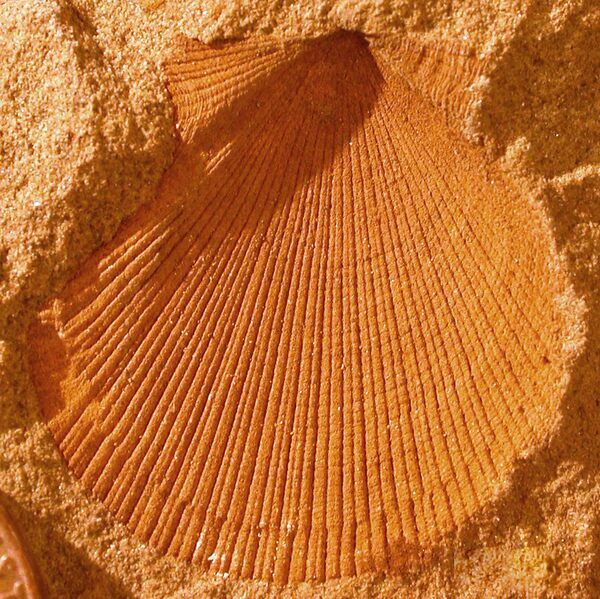 A bivalve preserved as an external mold fossil.